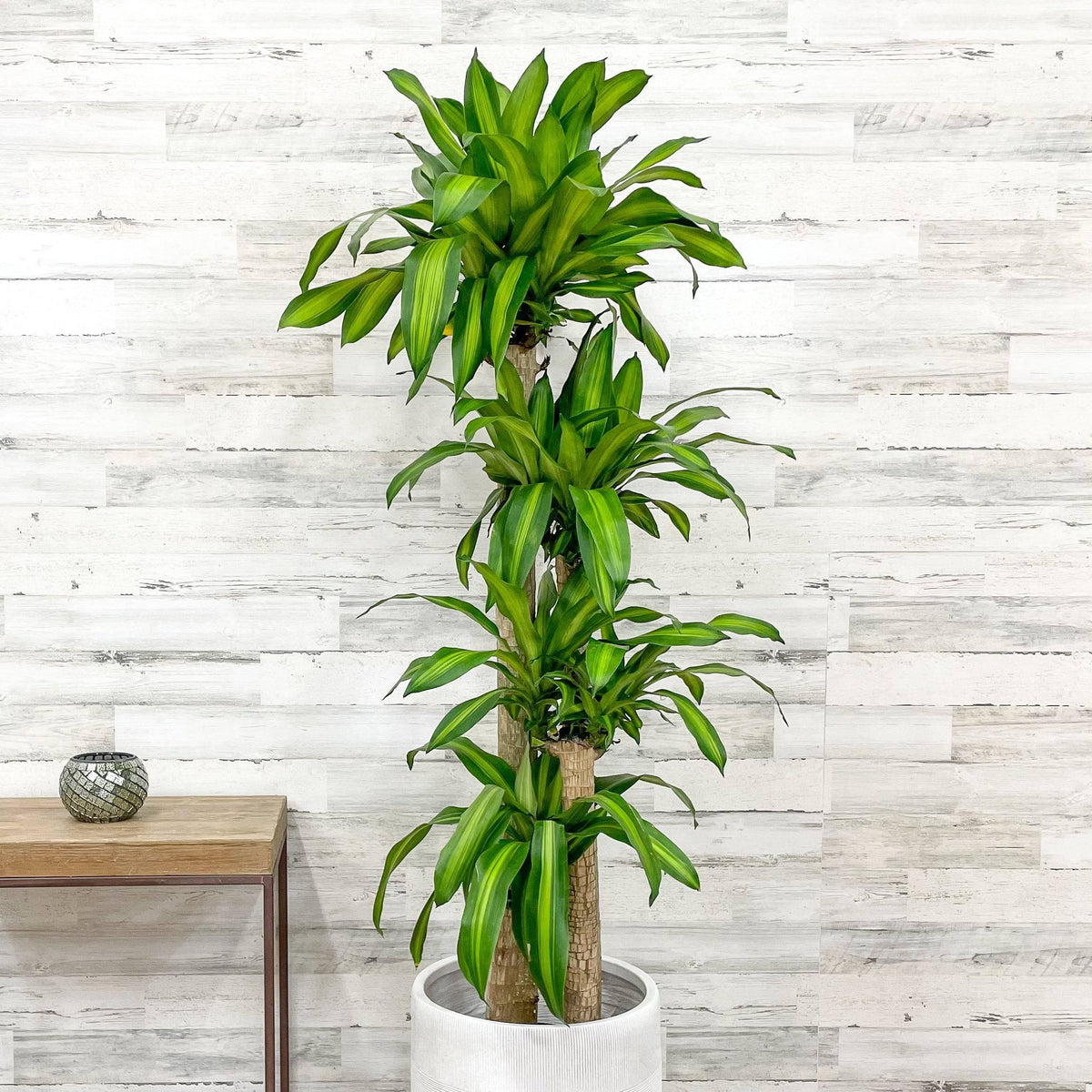 Dracaena - Massangeana Cane