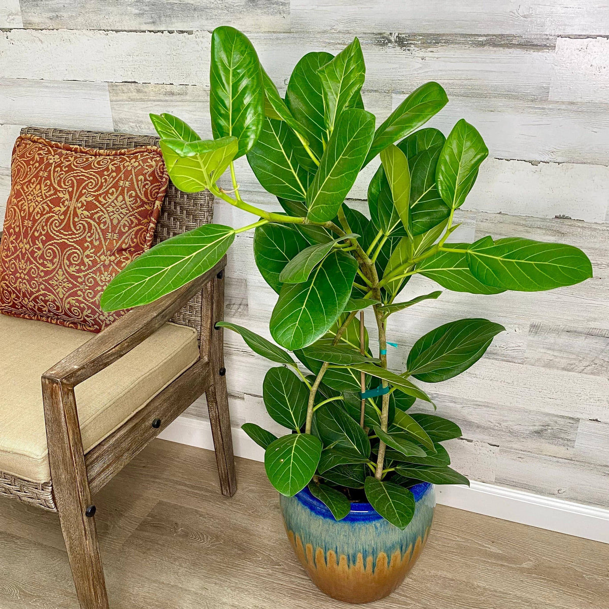 large ficus audrey Ficus - Audrey