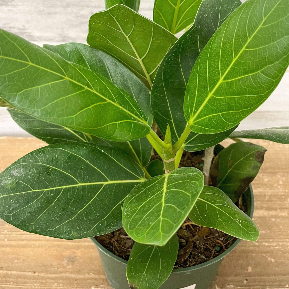 audrey ficus soil Ficus Audrey
