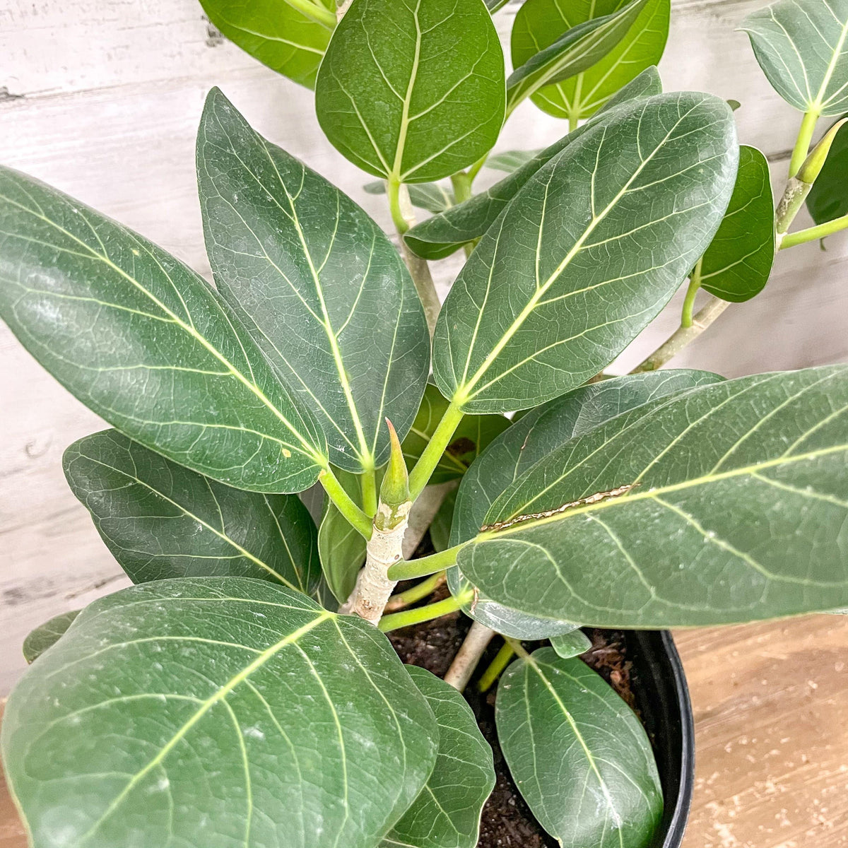 Ficus Audrey - 8-inch Pot