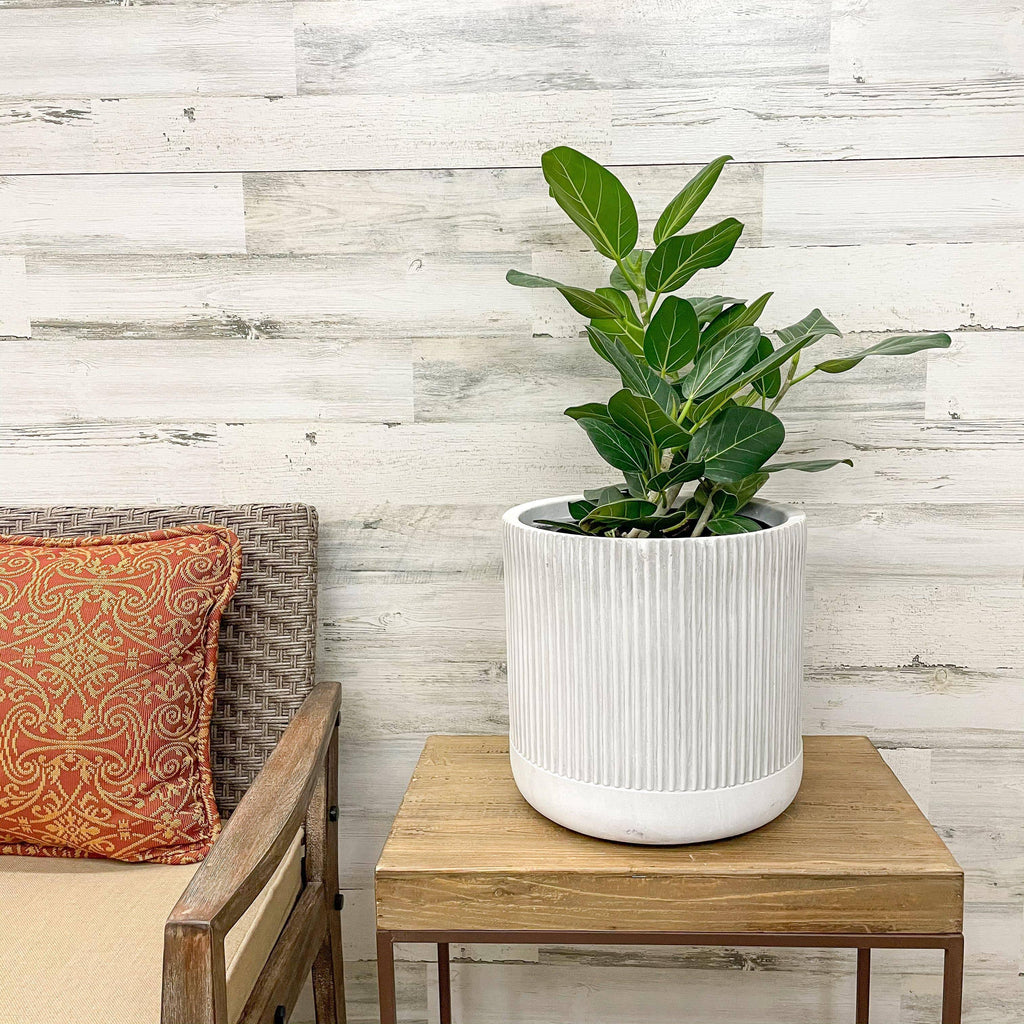 Ficus Audrey - 8-inch Pot - Hicks Nurseries