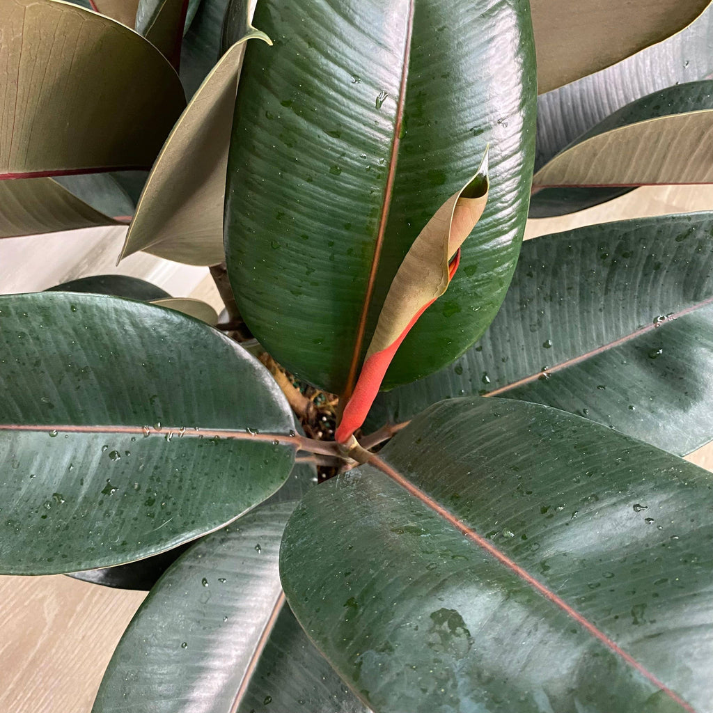 Ficus - Burgundy - 10-inch - Hicks Nurseries