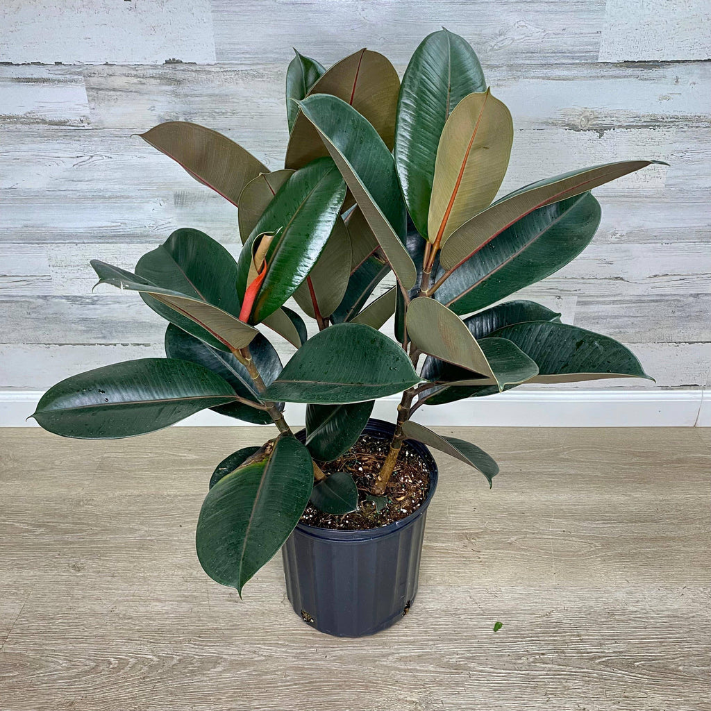 Ficus - Burgundy - 10-inch - Hicks Nurseries