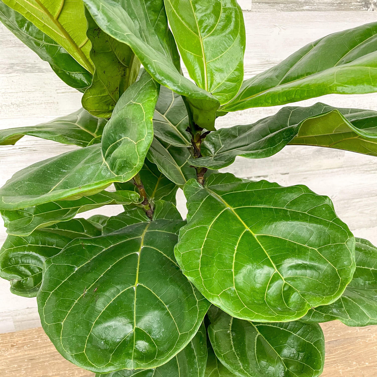 Fiddle Leaf Fig - Bush - 10-inch Pot