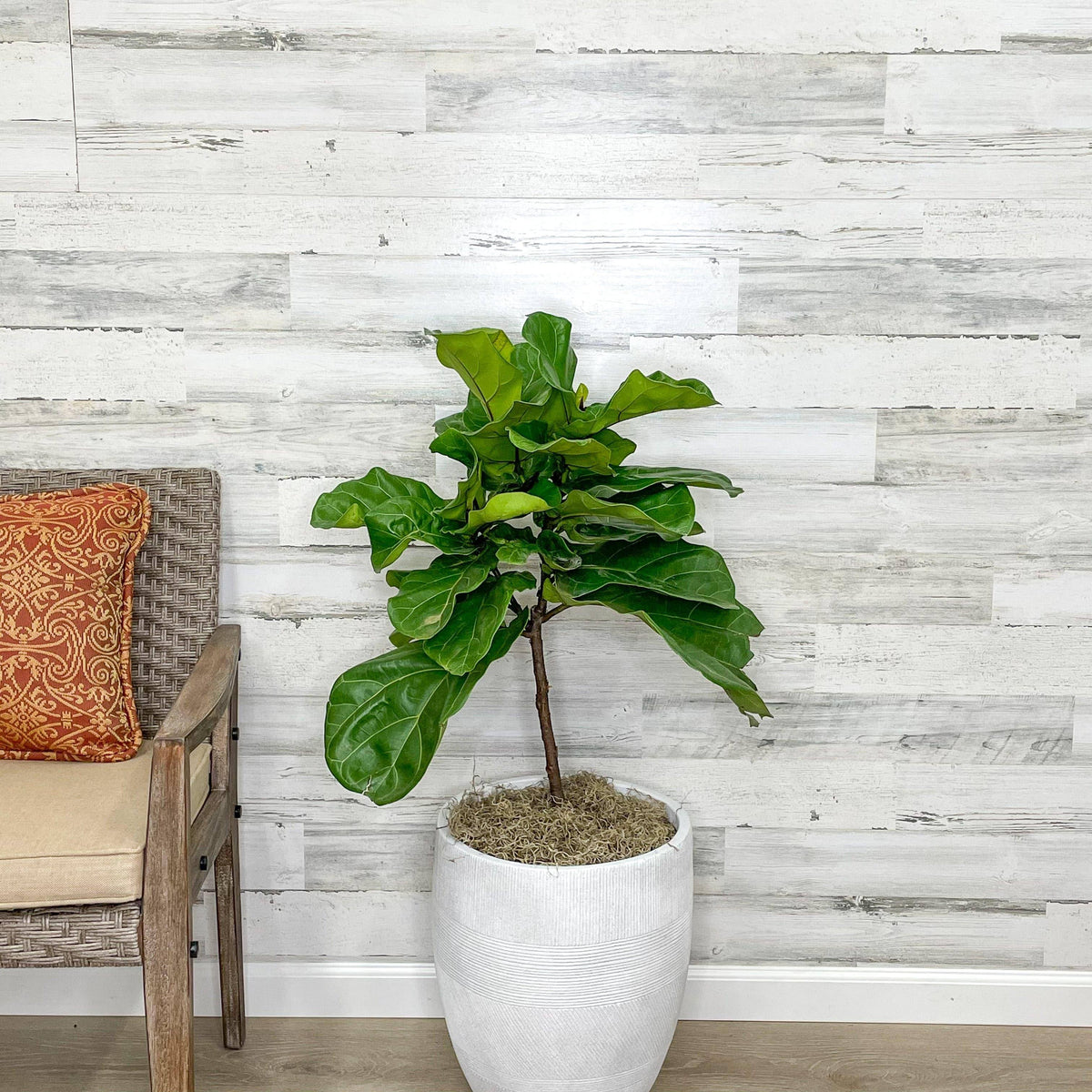 nursery fiddle leaf fig Fiddle Leaf Fig - Tree