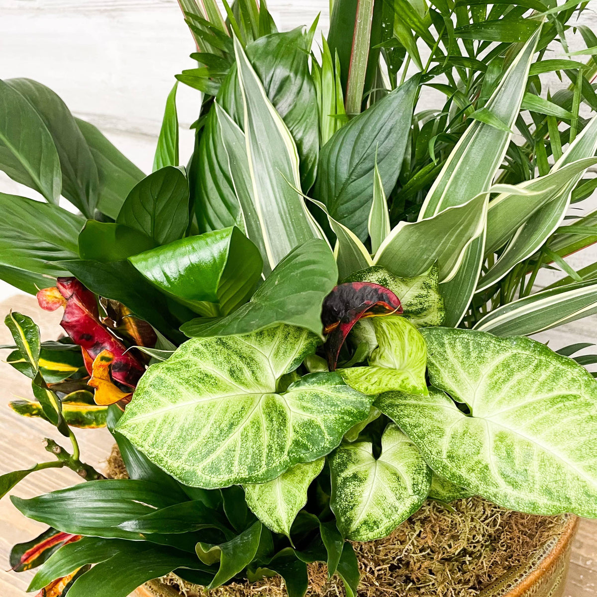 indoor plant pot 12 inch Foliage Dish Garden Planter - Assorted - 12-inch