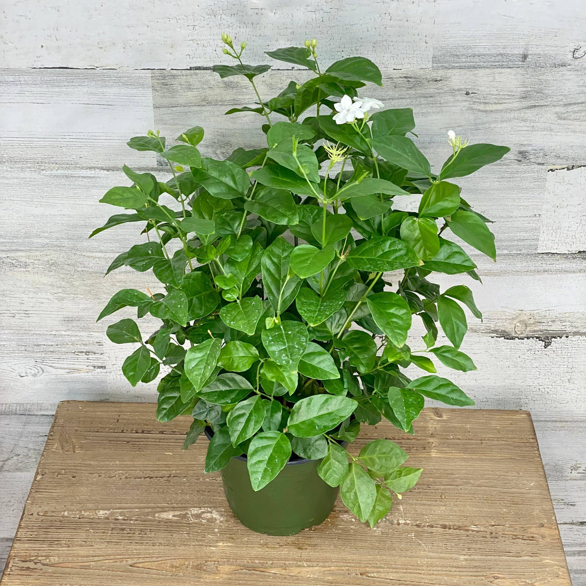 jasmine available-for-pickup-delivery-