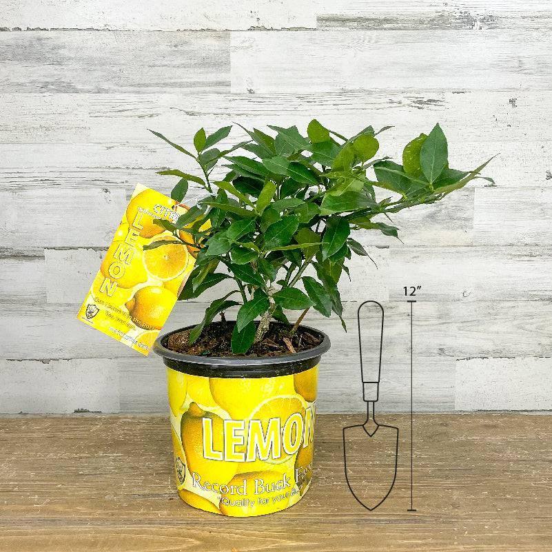 Lemon - Eureka - 1 gallon Pot