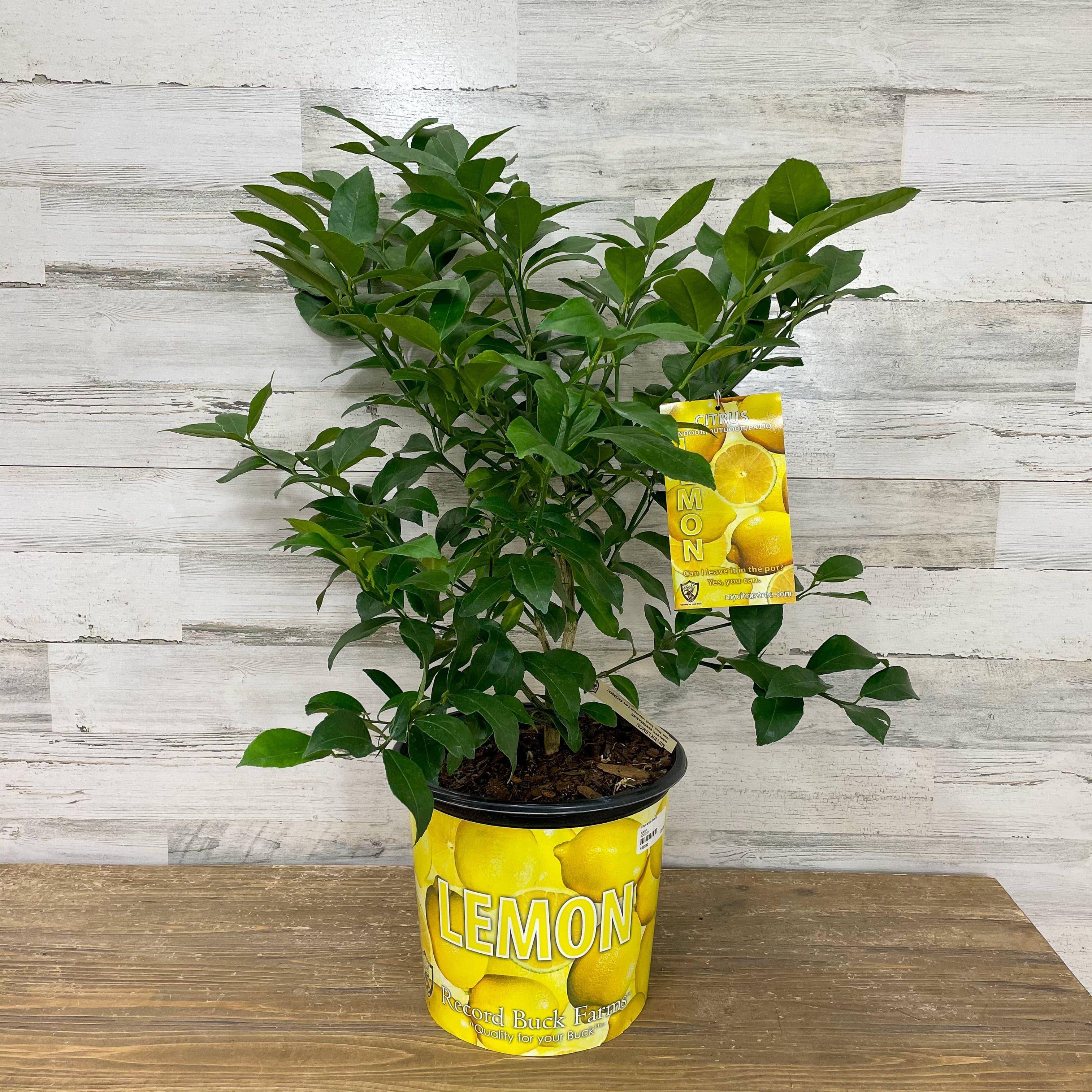Dwarf Lemon Tree Indoors
