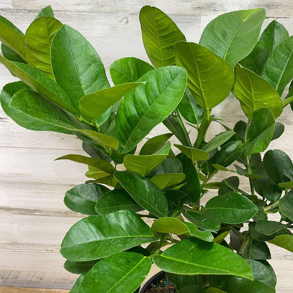 Lemon - Meyer - 3 gallon Pot - Hicks Nurseries
