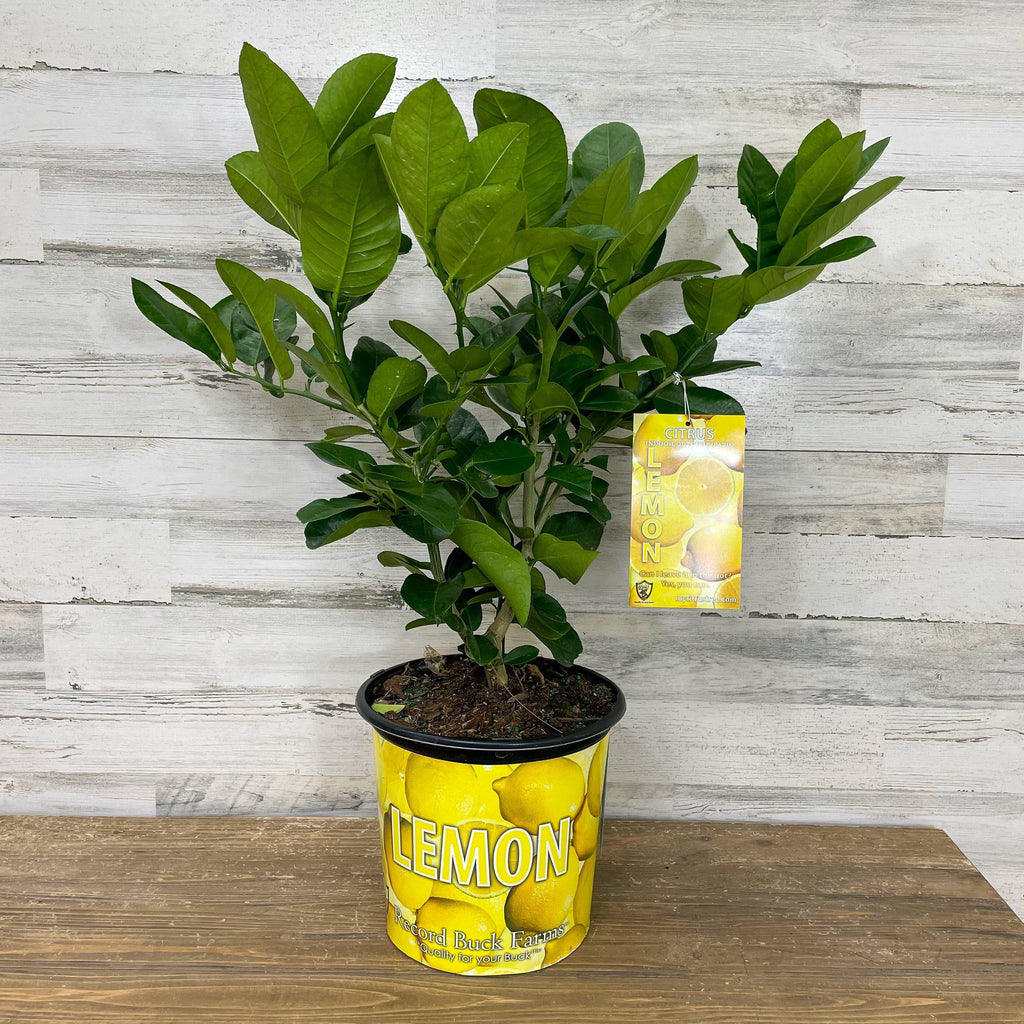 Lemon - Ponderosa - 3 gallon Pot - Hicks Nurseries