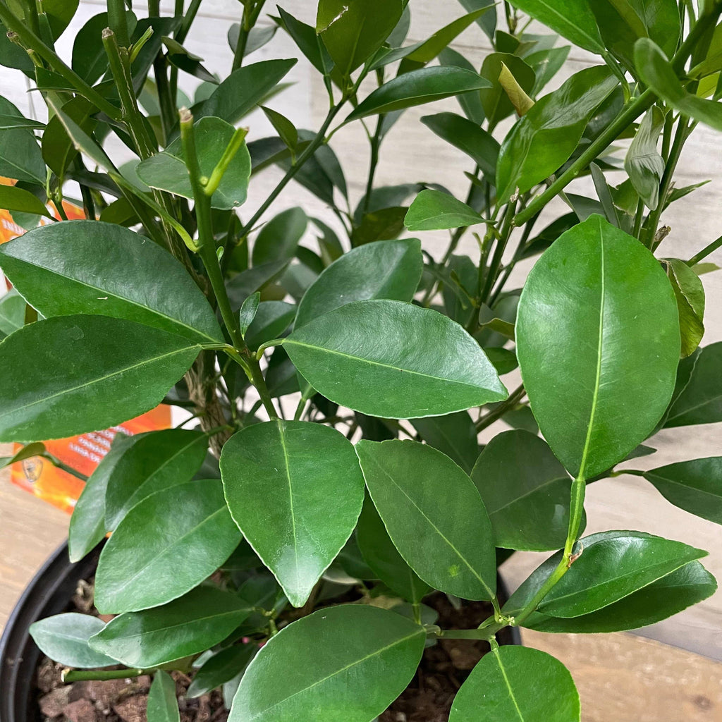 Orange - Calamondin - 1 gallon Pot - Hicks Nurseries