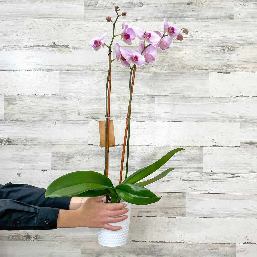 Orchid - 5-inch - Ceramic Pot - Hicks Nurseries