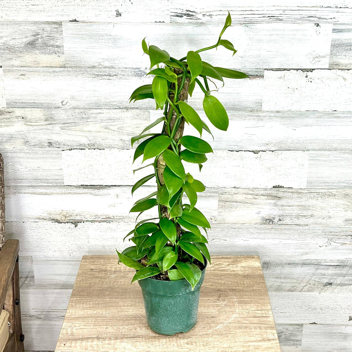 grow vanilla bean plant indoors Orchid - Vanilla