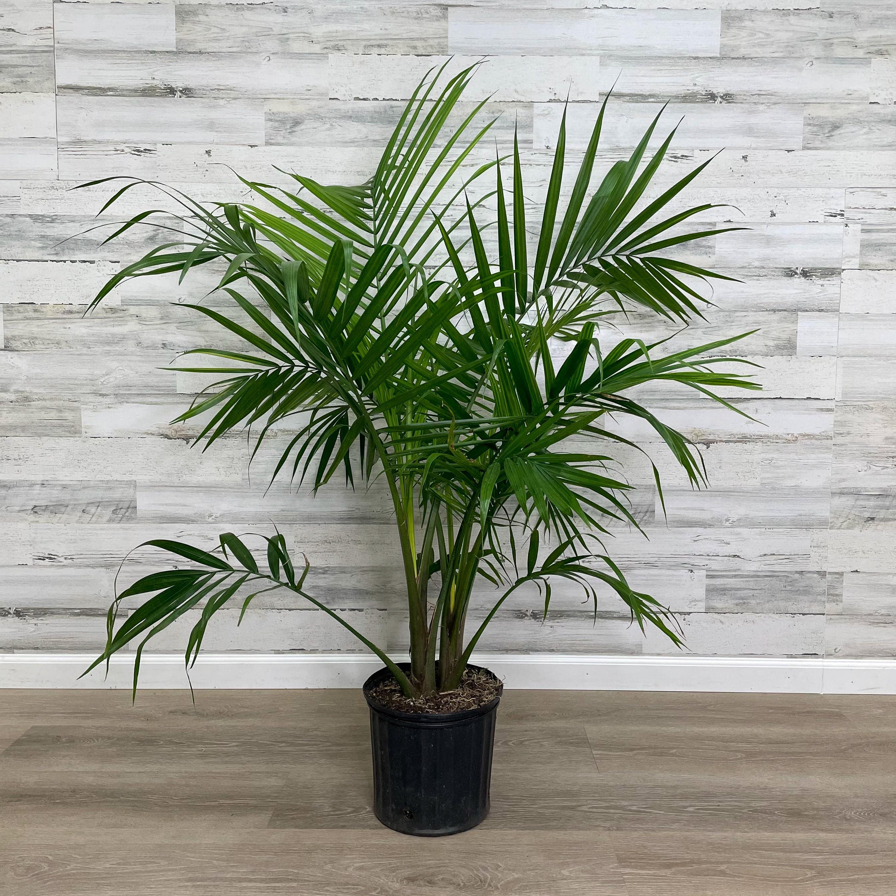 Palm - Majesty - 10-inch Pot