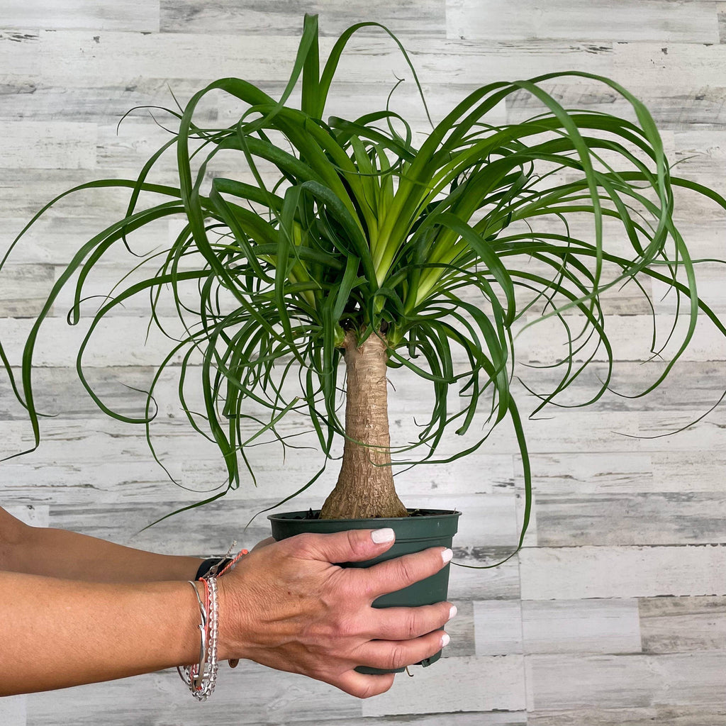 Palm - Ponytail - 6-inch Pot - Hicks Nurseries