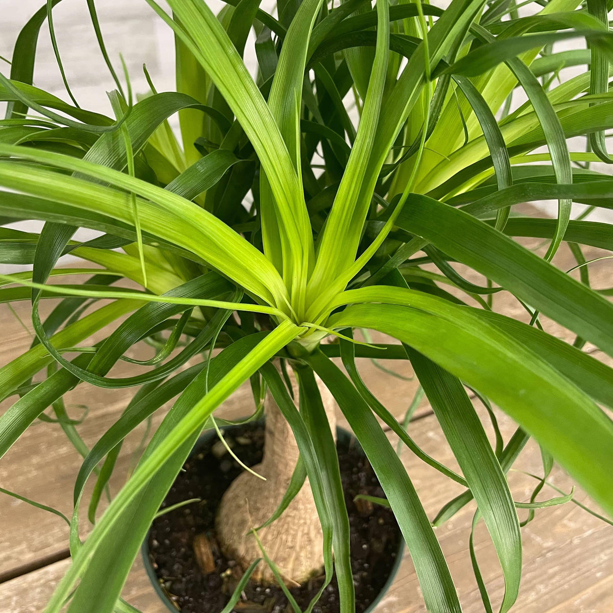 ponytail palm plant stand Palm - Ponytail