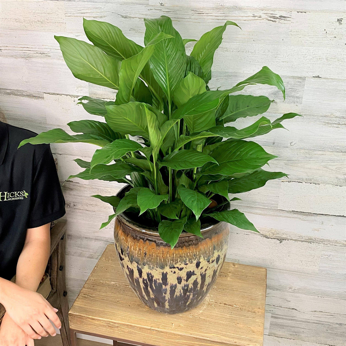 Peace Lily - 8-inch pot