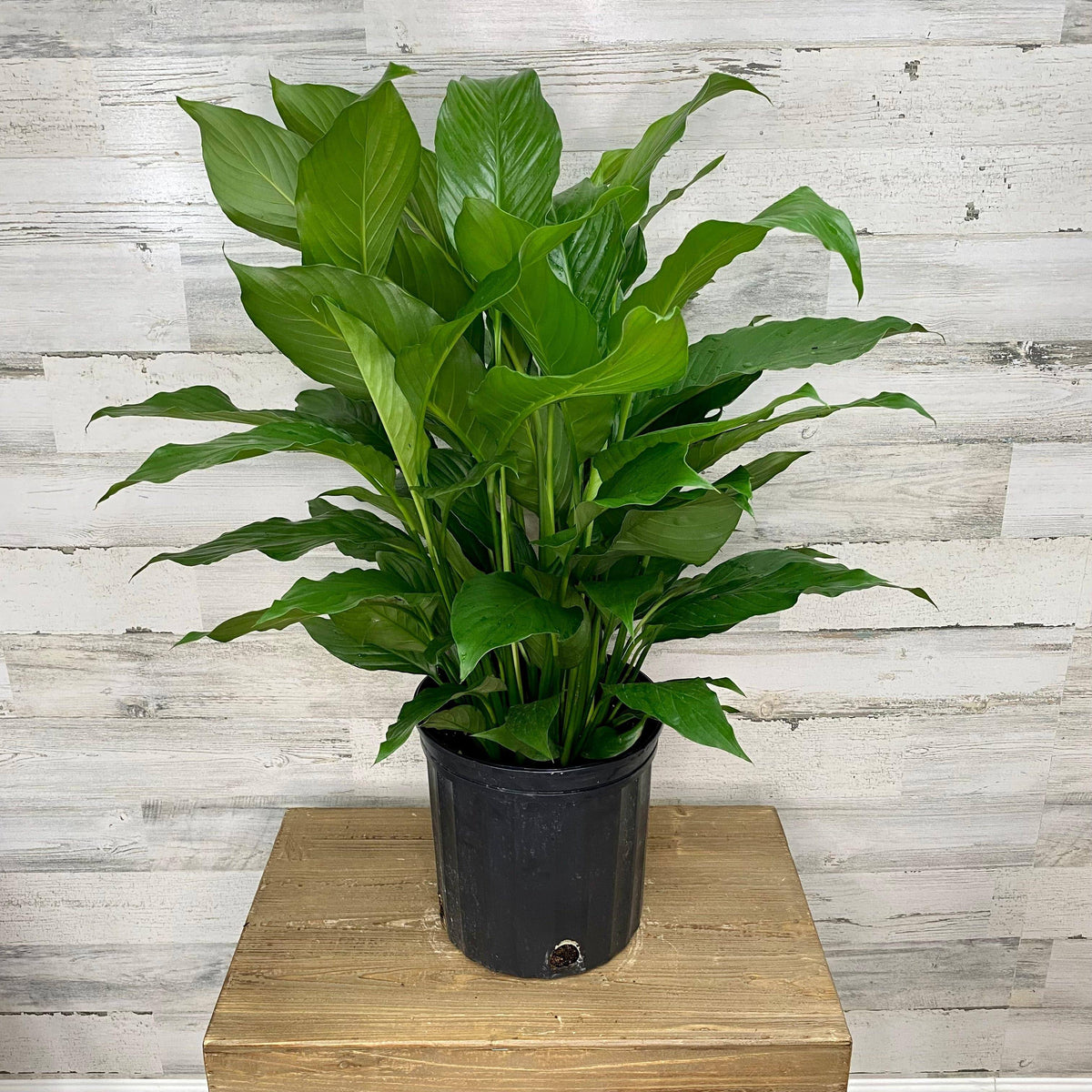 peace lily planter size Peace Lily