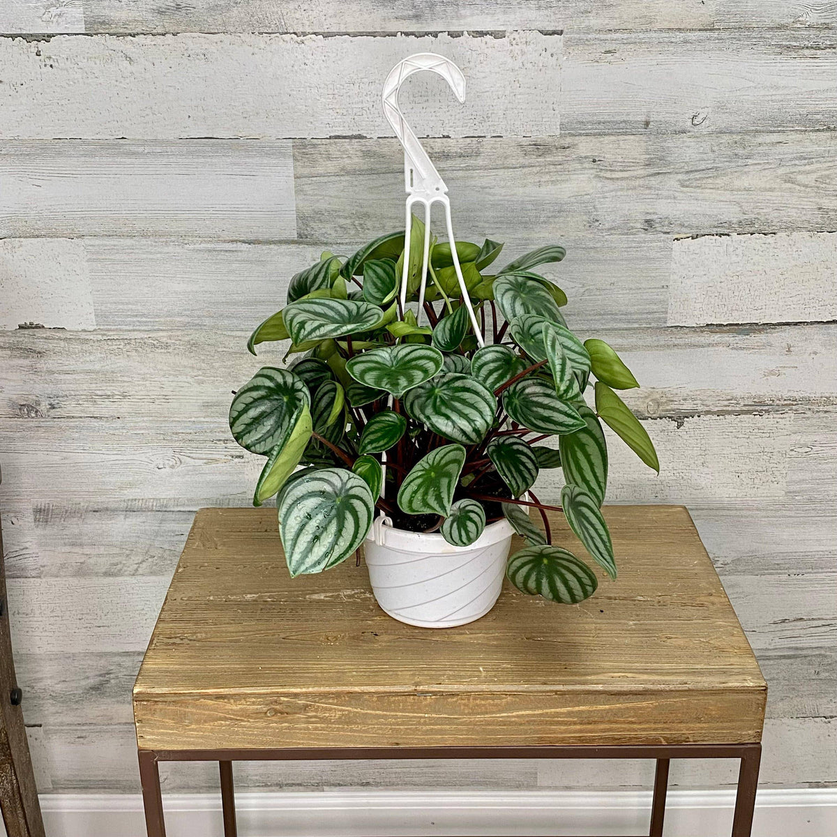 Peperomia - Watermelon - Hanging Basket