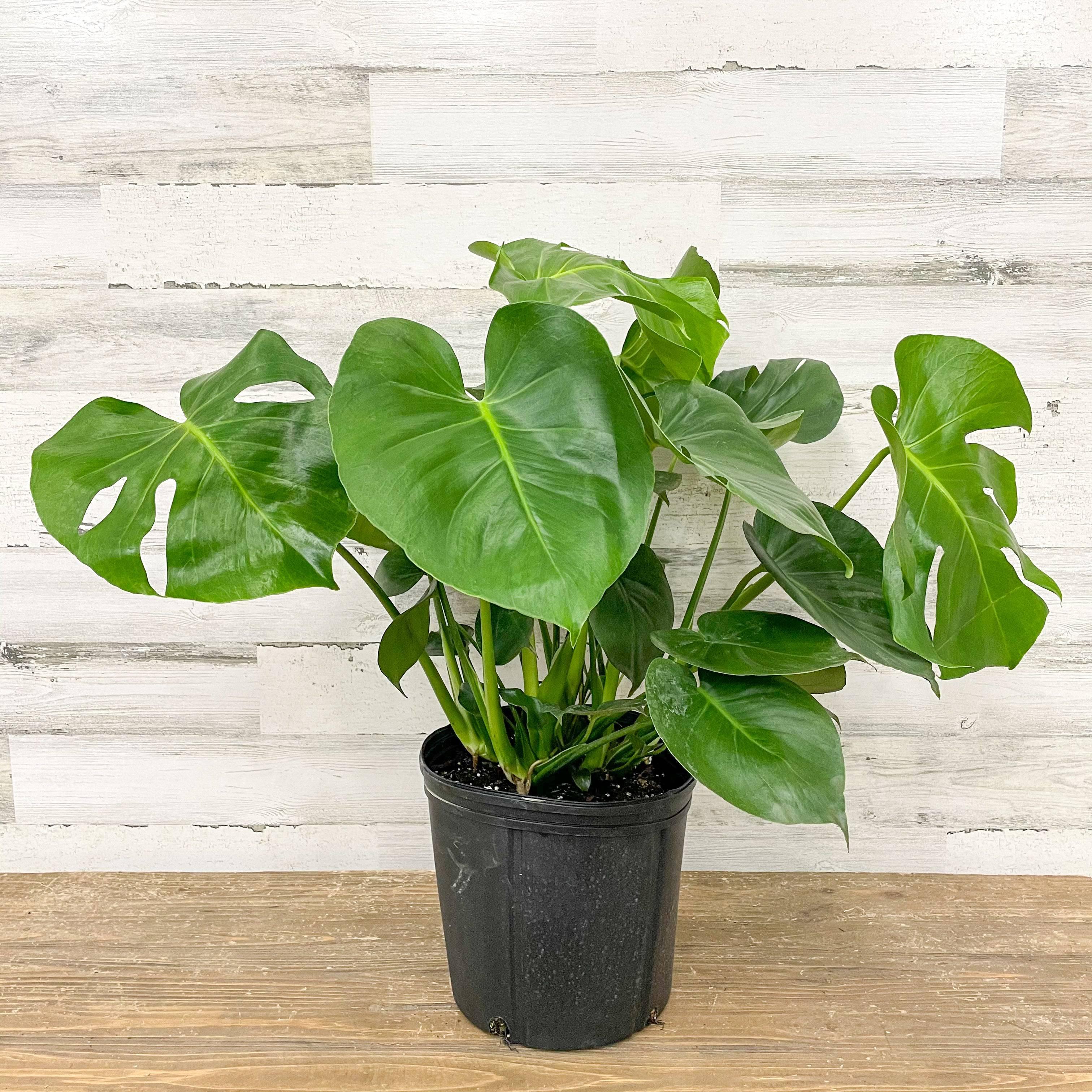 Philodendron - Monstera - 10-inch Pot