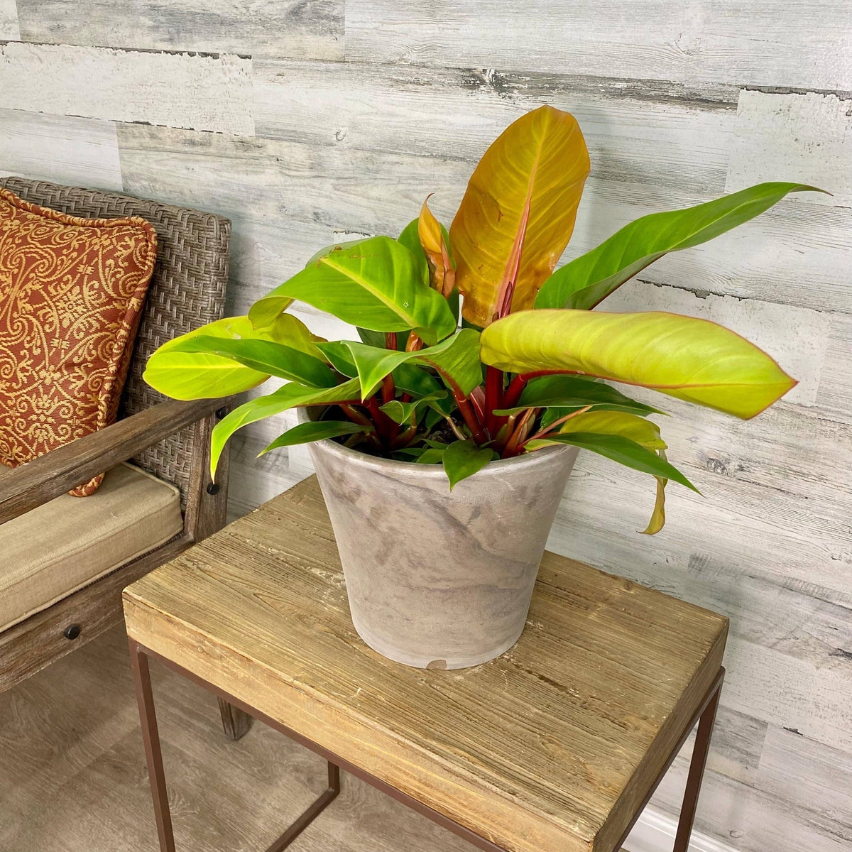 orange hybrid philodendron Philodendron - Prince of Orange