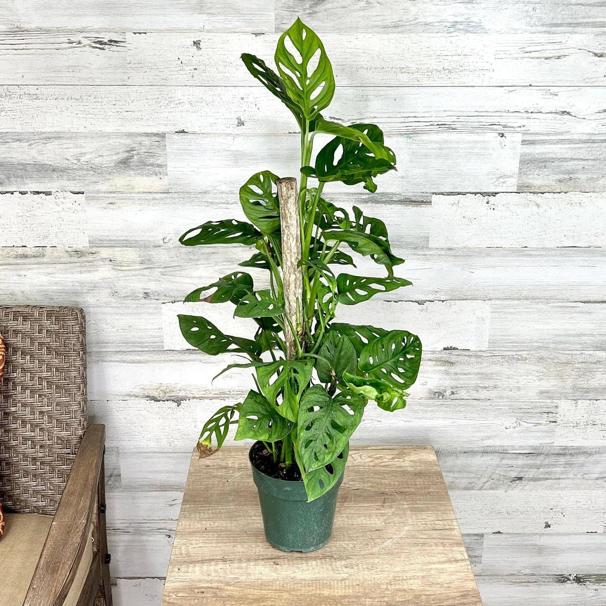 Philodendron - Swiss Cheese on Totem Pole