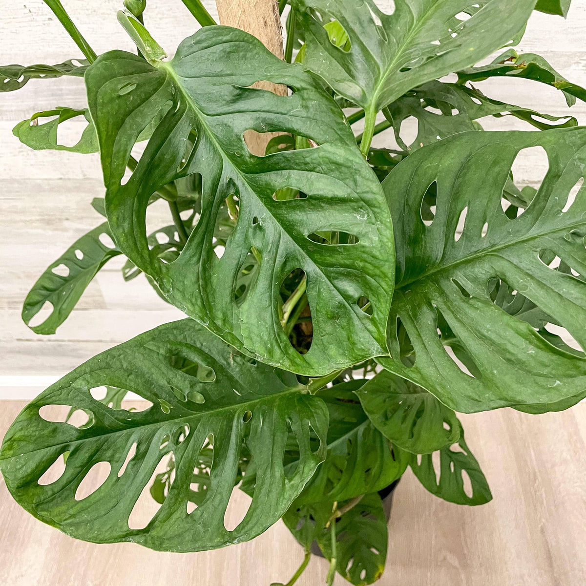 monstera friedrichsthalii swiss cheese philodendron tropical Philodendron - Swiss Cheese on Totem Pole