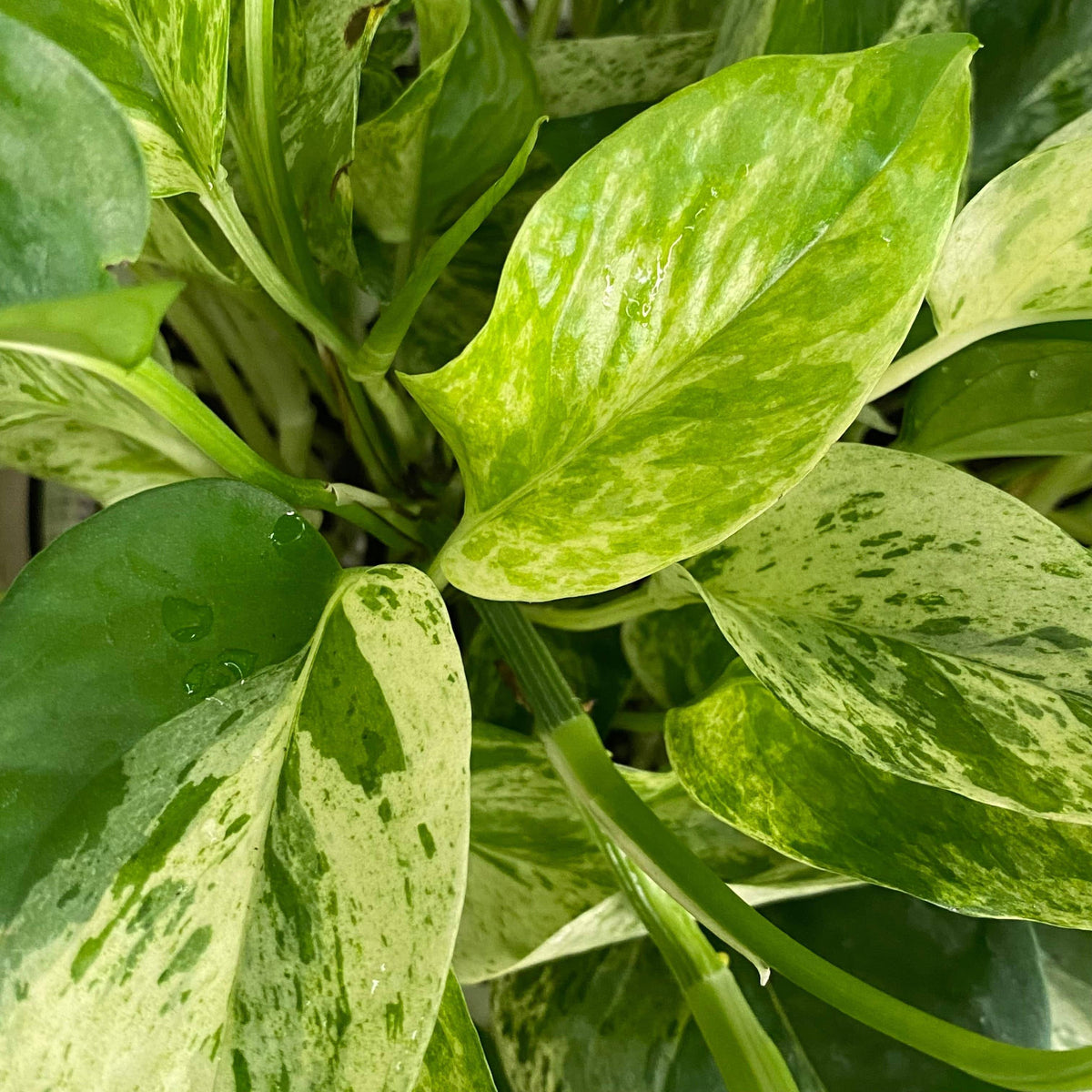 Pothos - Marble Queen - Hanging Basket