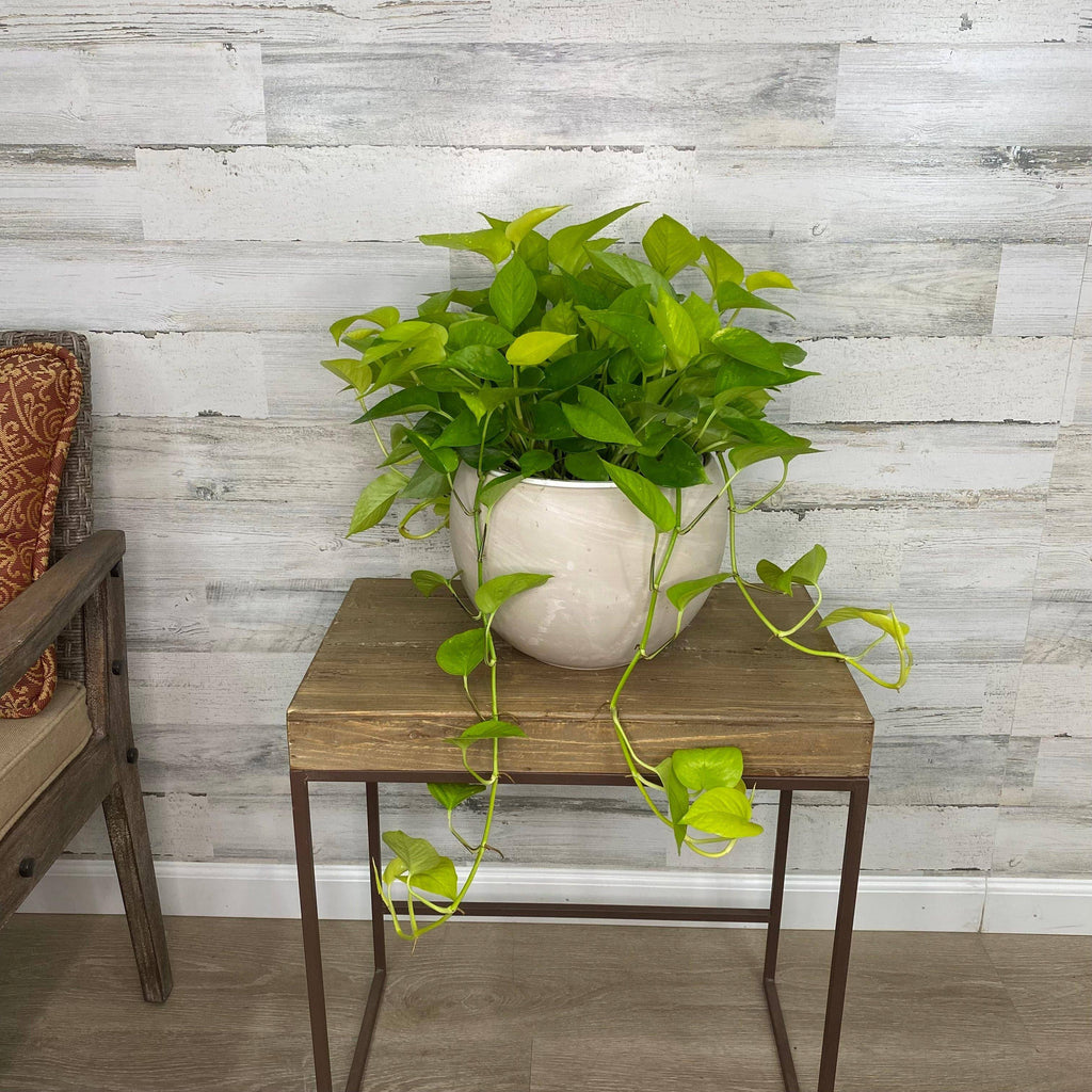 Pothos - Neon - Hanging Basket - 8-inch - Hicks Nurseries