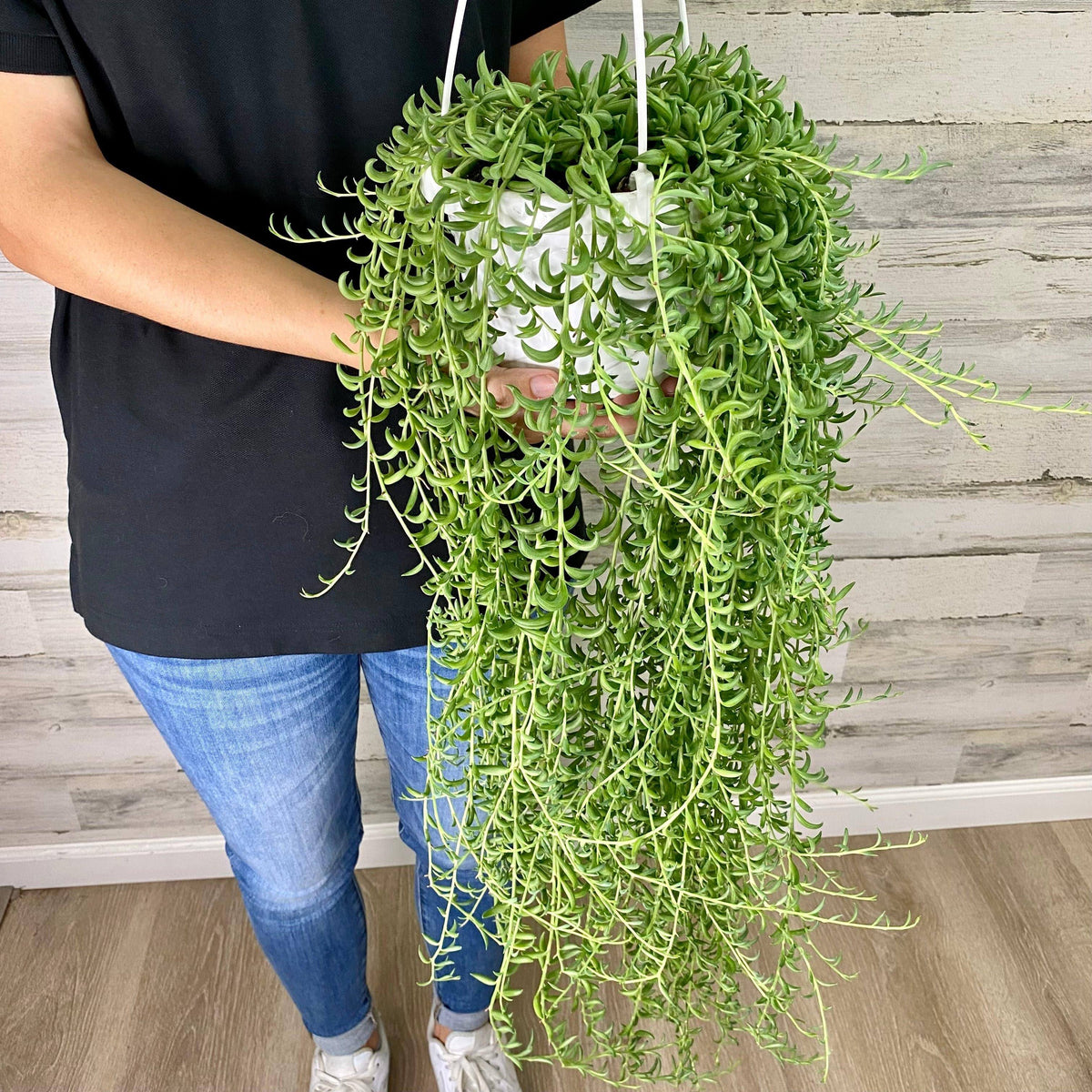 string plants indoor String of Bananas - Hanging Basket
