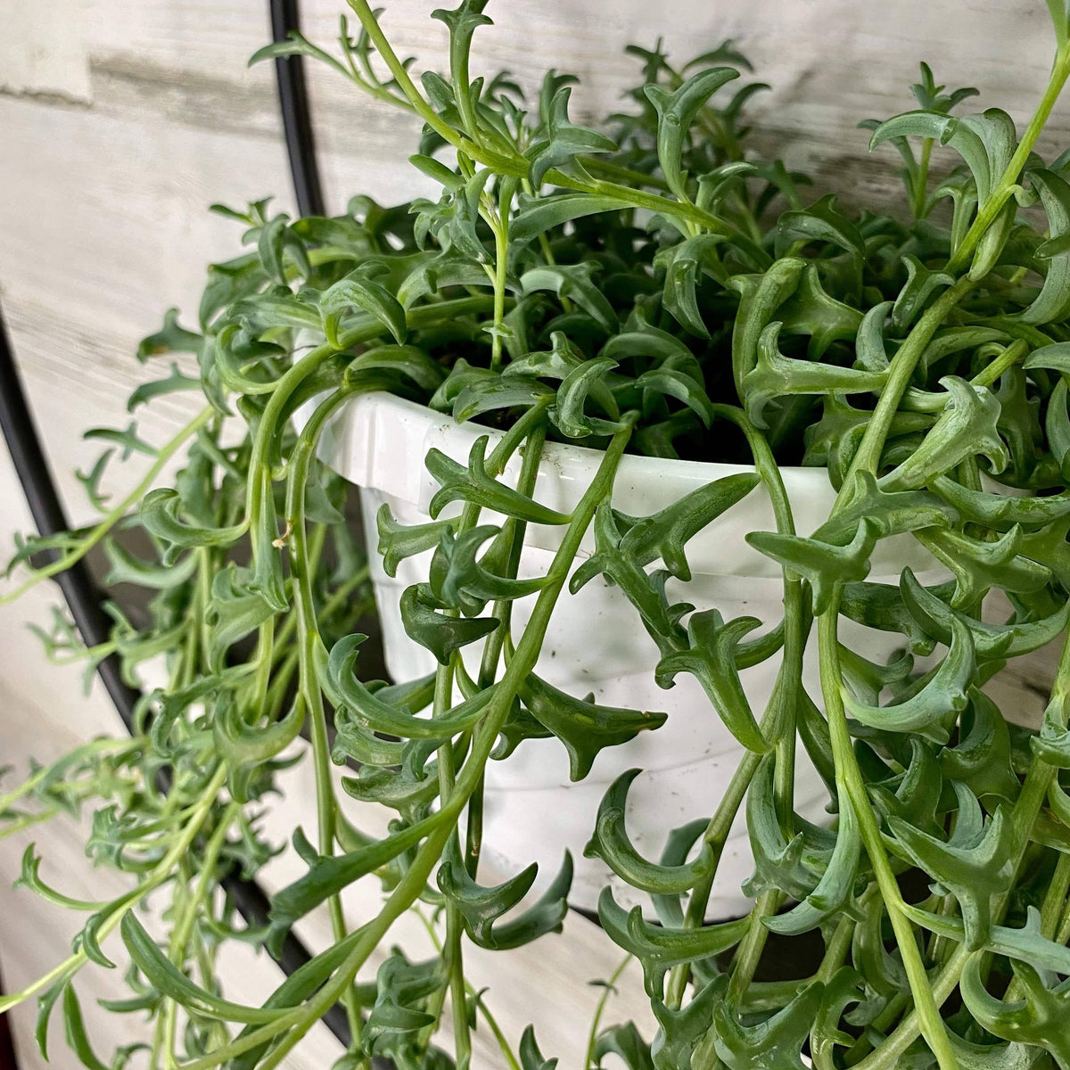 dolphin string succulent String of Dolphins - Hanging Basket