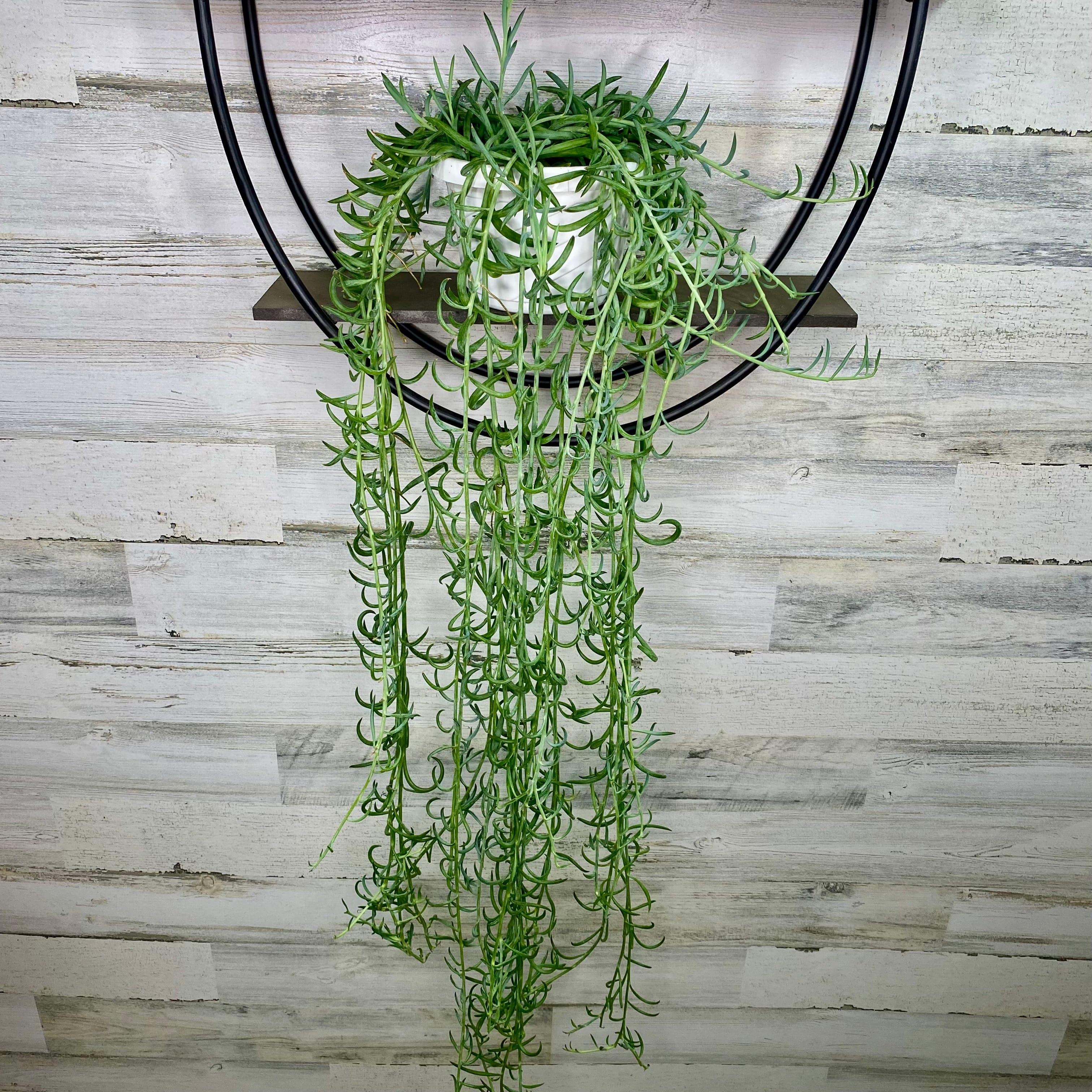 String of Fish Hooks - Hanging Basket - 6-inch