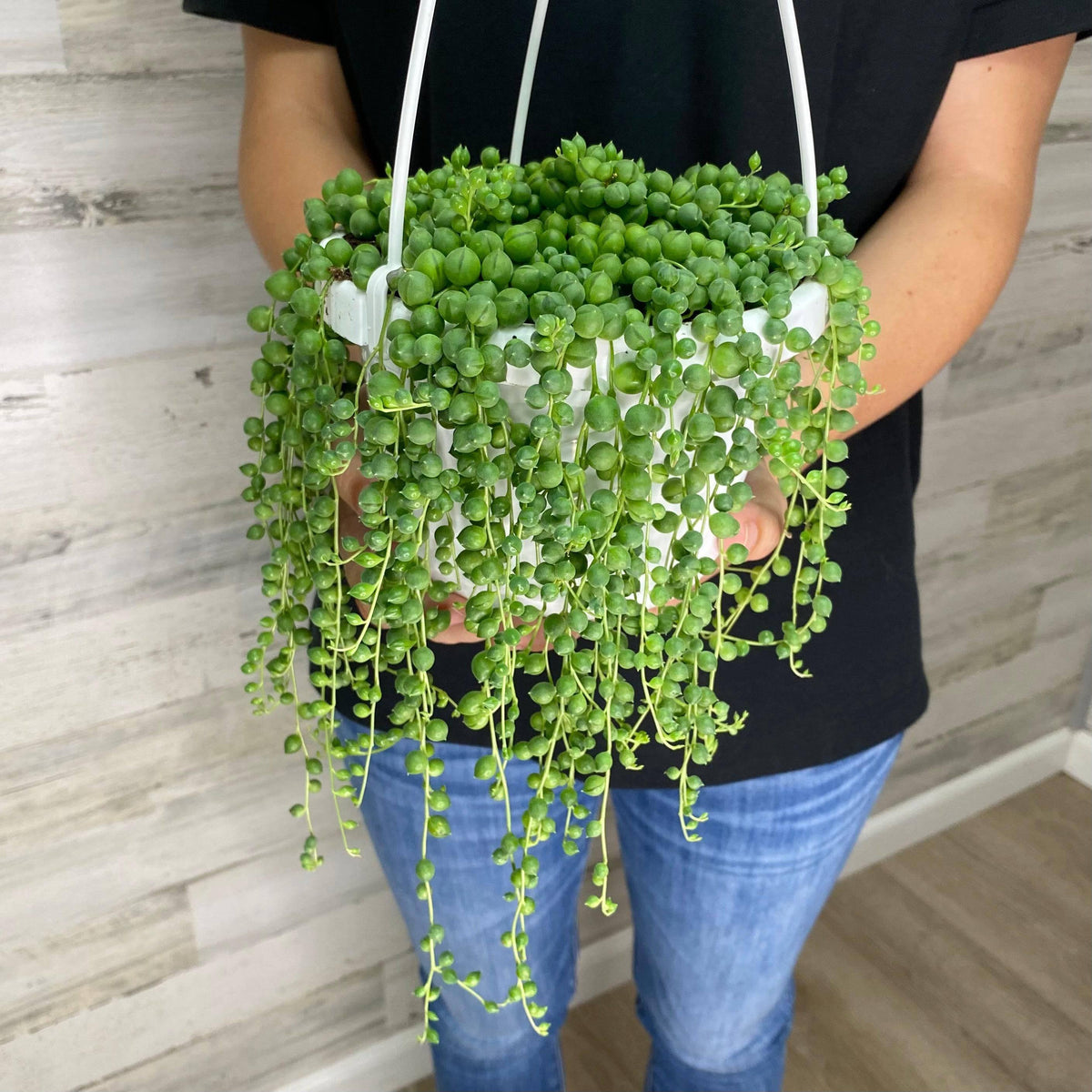 hanging pearl succulent String of Pearls - Hanging Basket