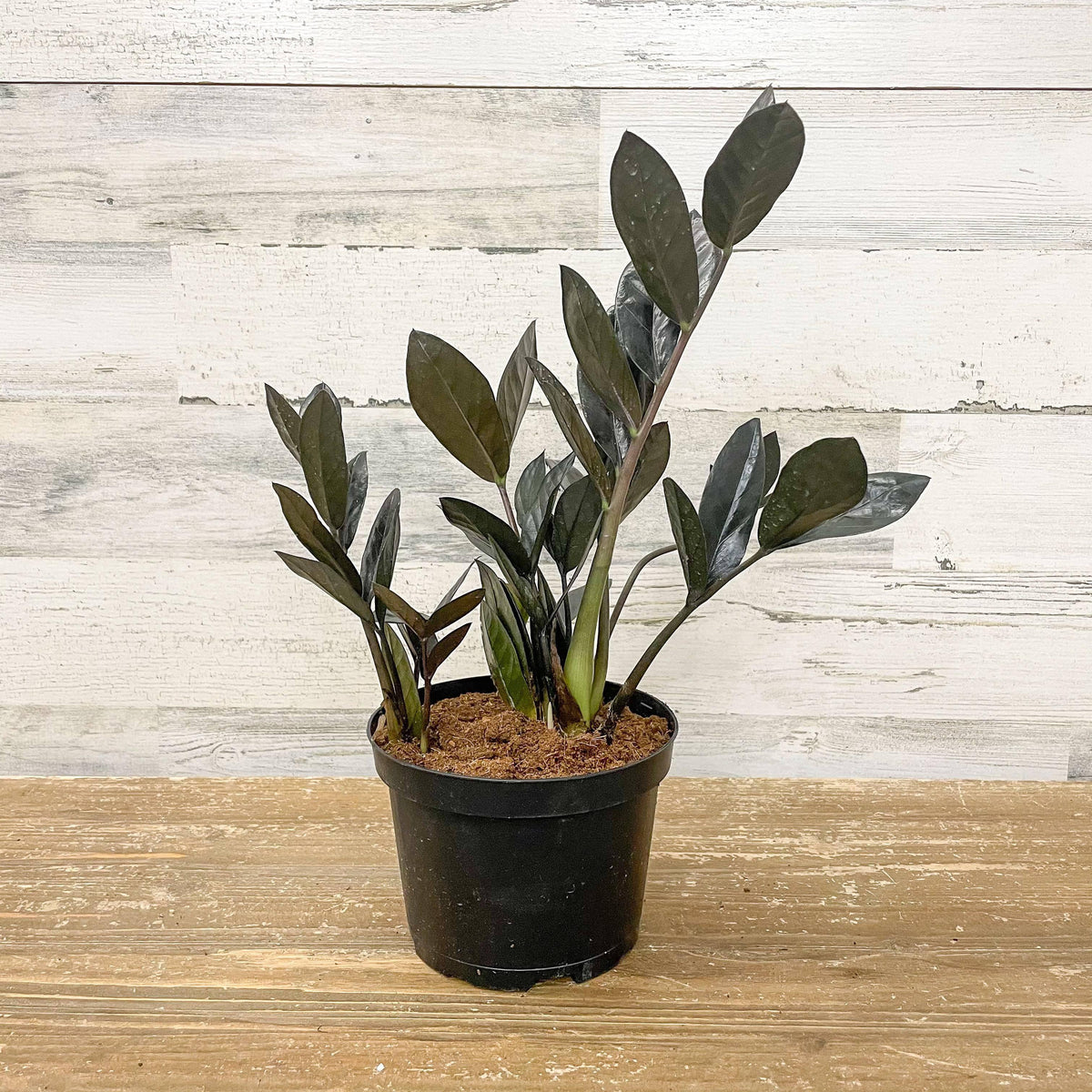 lowes raven zz plant ZZ - Raven
