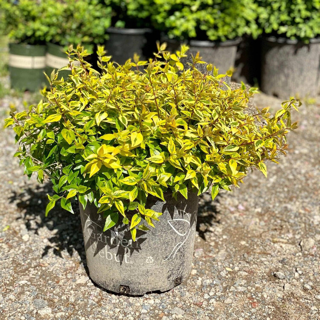 Abelia - Kaleidoscope - 3 gallon - Hicks Nurseries