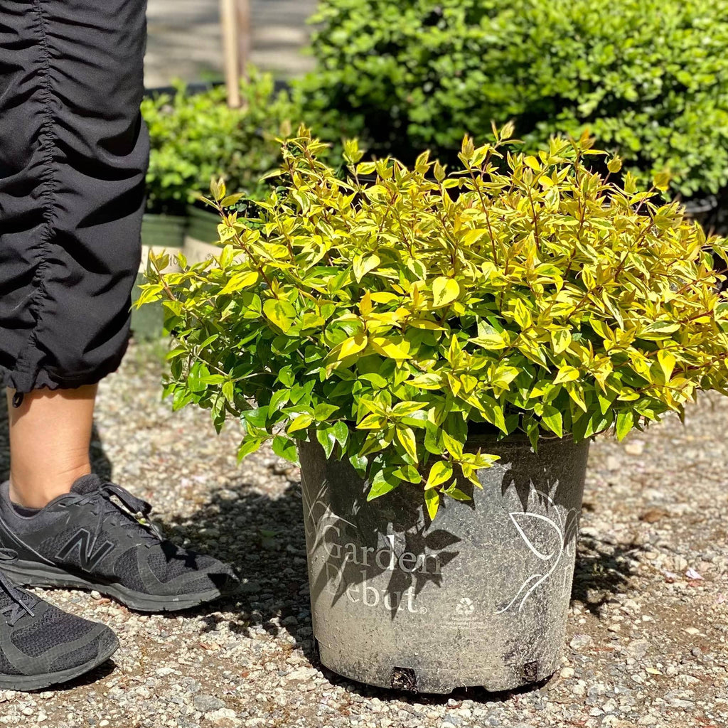 Abelia - Kaleidoscope - 3 gallon - Hicks Nurseries