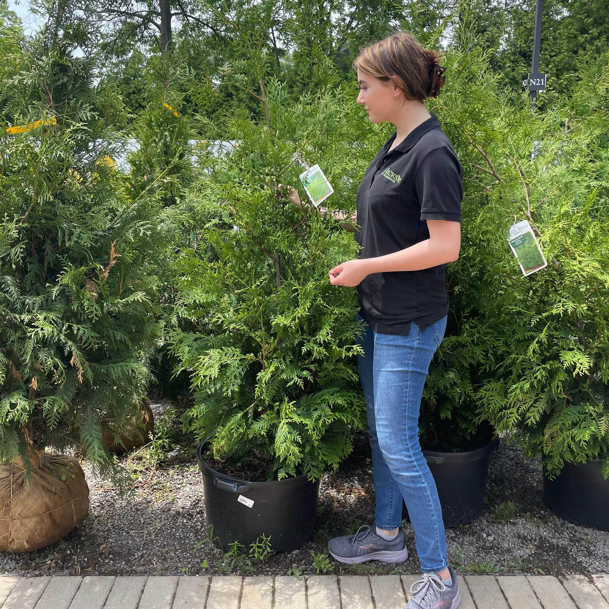 Arborvitae - American Pillar - 10 gallon