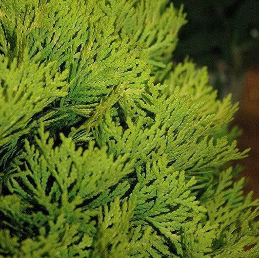 Arborvitae - Anna's Magic Ball - 2 gallon - Hicks Nurseries