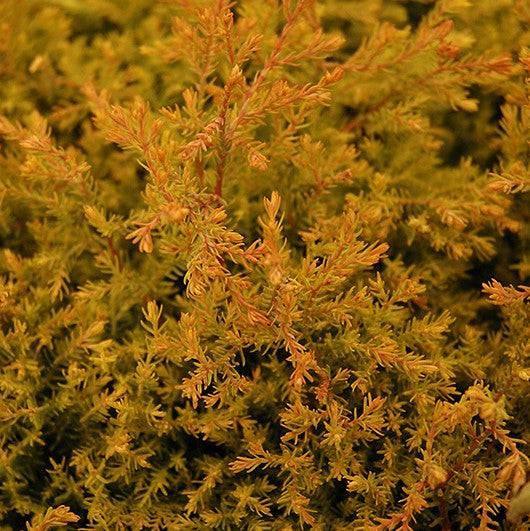 thuja fire chief arborvitae #3 Thuja occ SL Fire Chief/Globe Arborvitae