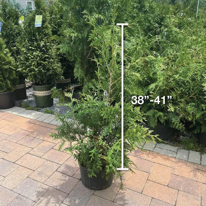 Arborvitae - Người khổng lồ xanh - 3 gallonArborvitae - Người khổng lồ xanh - 3 gallon  