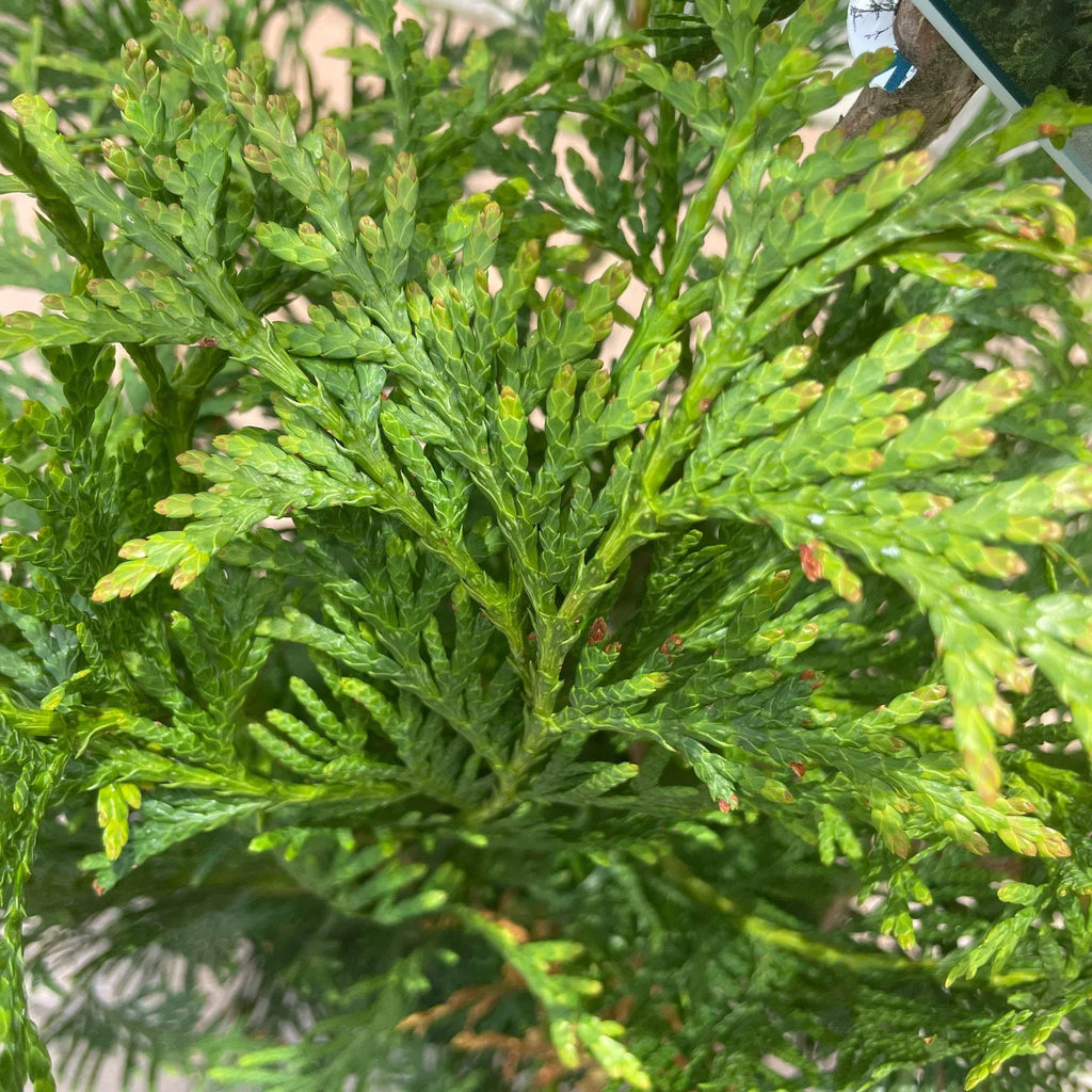 Arborvitae - Green Giant - 3 gallon - Hicks Nurseries