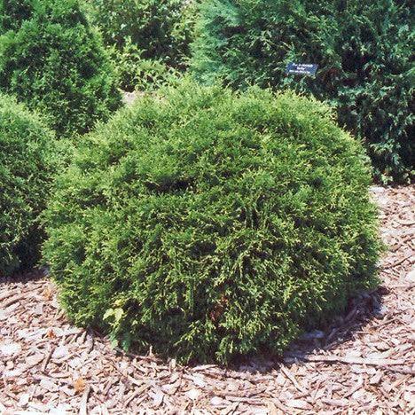 Arborvitae - Hetz Midget - 3 gallon - Hicks Nurseries