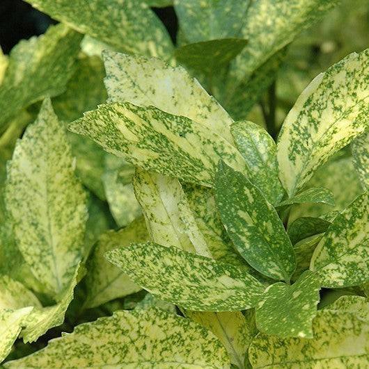 Aucuba - Gold Dust - 3 gallon - Hicks Nurseries