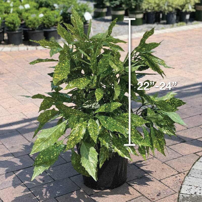 pot plant with 5 leaves Aucuba - Gold Dust