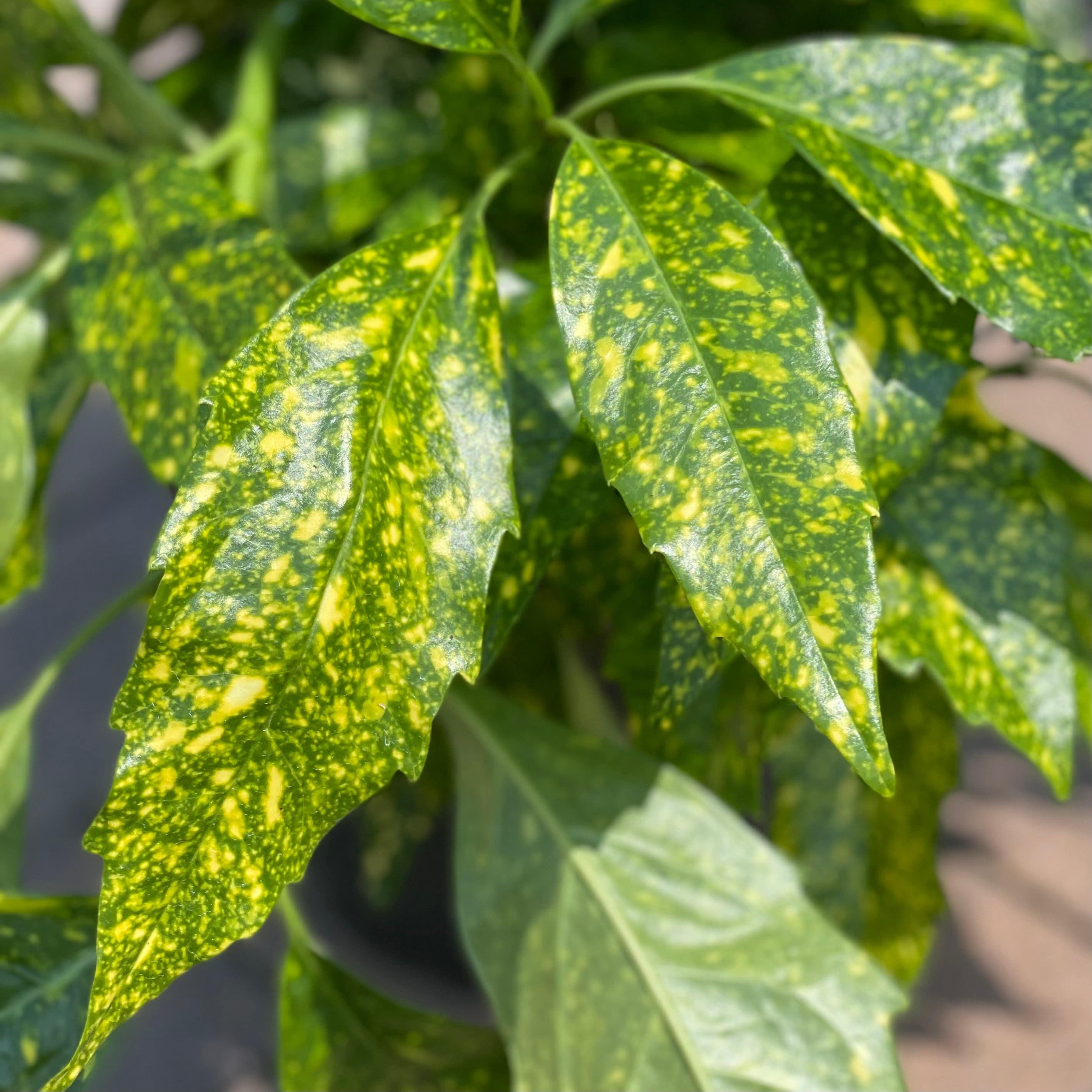 green plant with yellow spots
