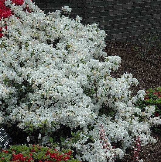Azalea - Delaware Valley White - 3 gallon