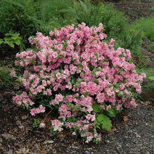 Azalea - Gumpo Pink - 3 gallon - Hicks Nurseries