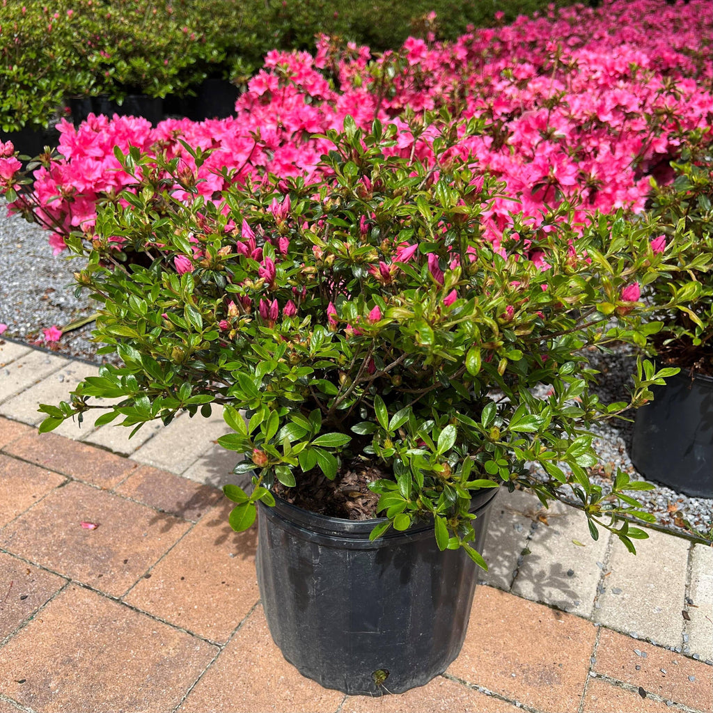 Azalea - Kaempo - 3 gallon - Hicks Nurseries