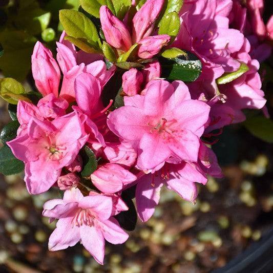 Azalea - Tradition - 3 gallon - Hicks Nurseries